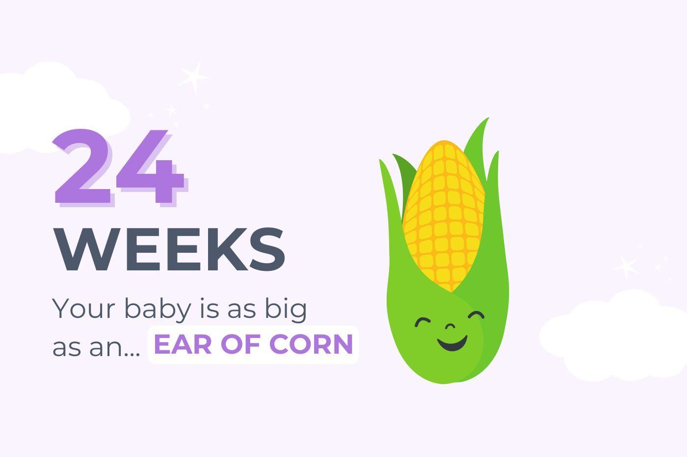 24 weeks pregnant